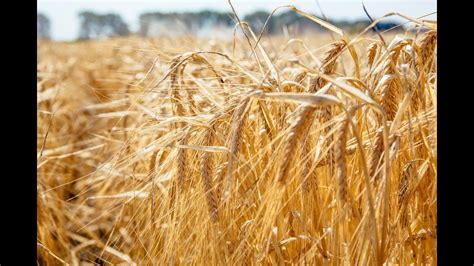 moravian barley.